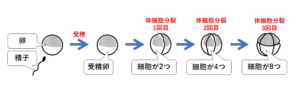 ③　細胞分裂　1～8