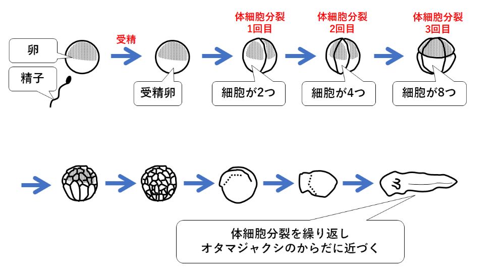 ①細胞分裂図